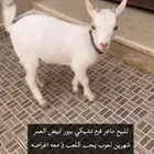 ماعز قزم