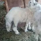 طلي عمره 4 اشهر فل شحم