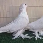 مطلوب اناثي شيرازي لاهور