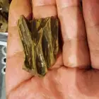 بخور كلمنتان العود الأزرق طبيعي محسن