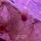 حلزون الرامشون للاحواض المزروعة
