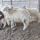 طليان حري ونجدي