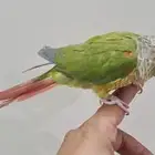 كنيور اناناس