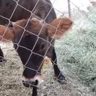 طريق الرديف ..