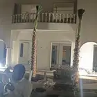 نخيل عربي واشنطن جميع المقاسات