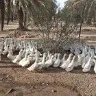 بط بيكيني حجم كبير
