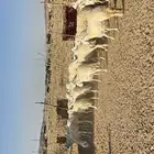 غنم حرش طيبه صنف الصنف 27 راس دفيع وضراب
