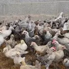 دجاج فيومي صوص وكبار الوان متعددة