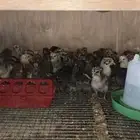 صوص فيومي