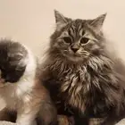 قطط شيرازي للبيع