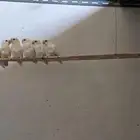 للبيع جوزين وفرده روز ابيض