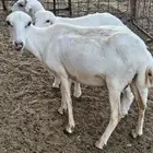 رفيديه معها توم