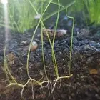 حلزونات مائية للبيع