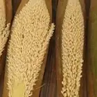 لقاح موود موقع القعويعية
