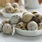 بيض سمان مخصب تجميع يومي
