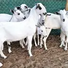 جفار بيشيه جذعات ومقربات مراح واحد مشروطة تم البيع