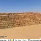 ذرة جيزانية حائل