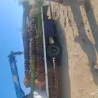 نخل للبيع جثايث عربي واشنطونيا