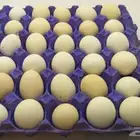 بيض دجاج مخصب