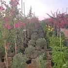 شتلات و ديكورات زراعية