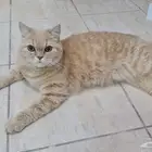 قطة للتبني