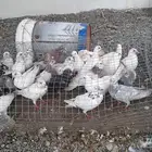 حمام نضيف وطيب واكثره زغاليل للبيع مستعجل