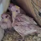 فروخ كروان ( تم البيع )