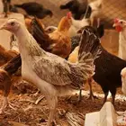 للبيع دجاج بلدي 4 شهور بشاير