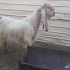 فحل عارضي نادر خصم