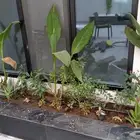 زراعه الورد الطبيعى والتيل الطبيعى