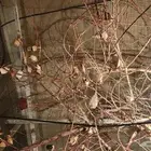 للبيع زيبرا هولندي جامبو