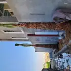 نخل واشنطن للبيع واشنطن للبيع