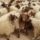 مواشي