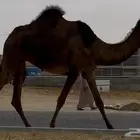 مجهم لقيه طيبه جدا تجذع وسلم العذاريب