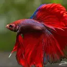 اسماك فايتر بسعر الجملة ب6ريال للحبة