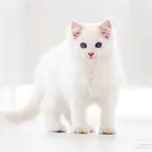 قطة ماين كون للتبني