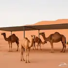 مضلات غنم و ابل تفصيل فوري على حسب الطلب