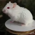 هامستر روسي