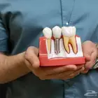 محاضر متخصص في طب الأسنان (للبكالوريوس والدراسات العليا)