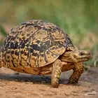 سلاحف نمريه