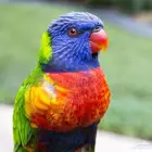 بغبغاء اللوري قوس قزح