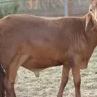 اغنام سواكن