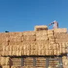 موجود تبن قمح شده طيب