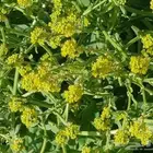 بذور صفار للبيع