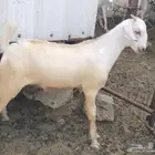حفره برصا وجفر ابرص