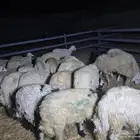 طليان يمنيه شبيه الحري جاهزه لذبايح العيد
