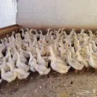 بط بكيني فرنساوي بشاير