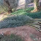 سعف نخيل أخضر طيب كميه