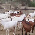 ماعز محايل عسير