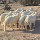 للبيع طليان حرية